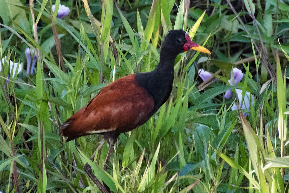 Wattled Jacana - ML639909073