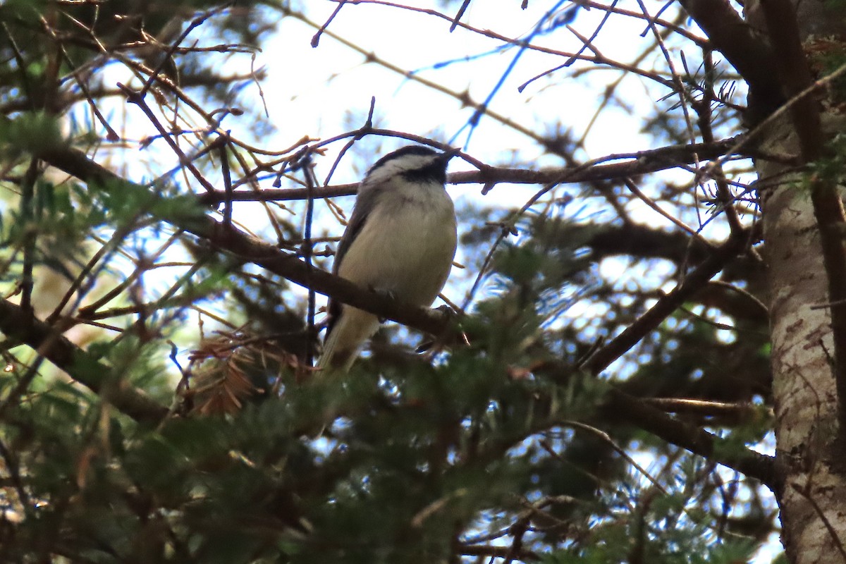 Mésange à tête noire - ML639909094