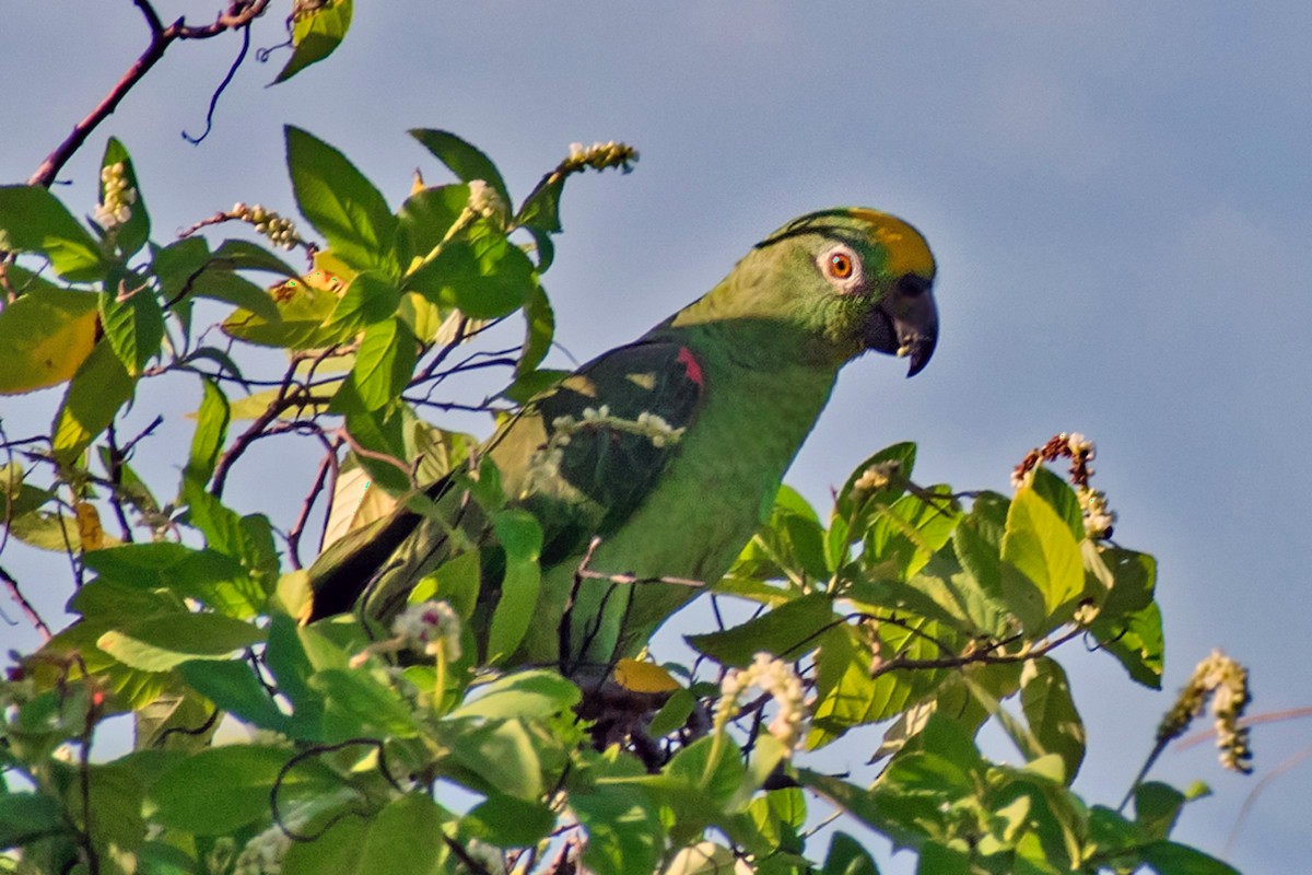 Yellow-crowned Amazon - ML639909124