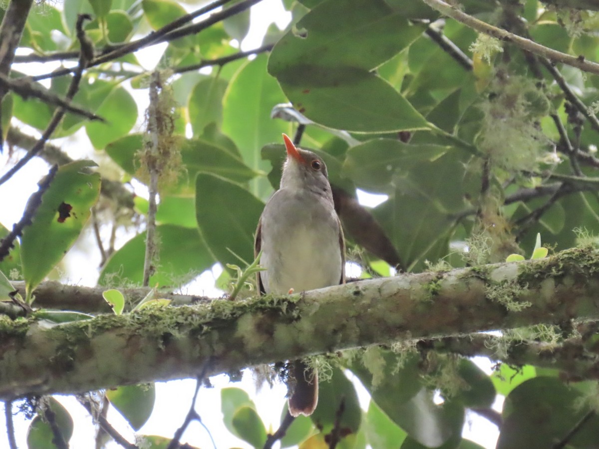 Orange-billed Nightingale-Thrush - ML639909168