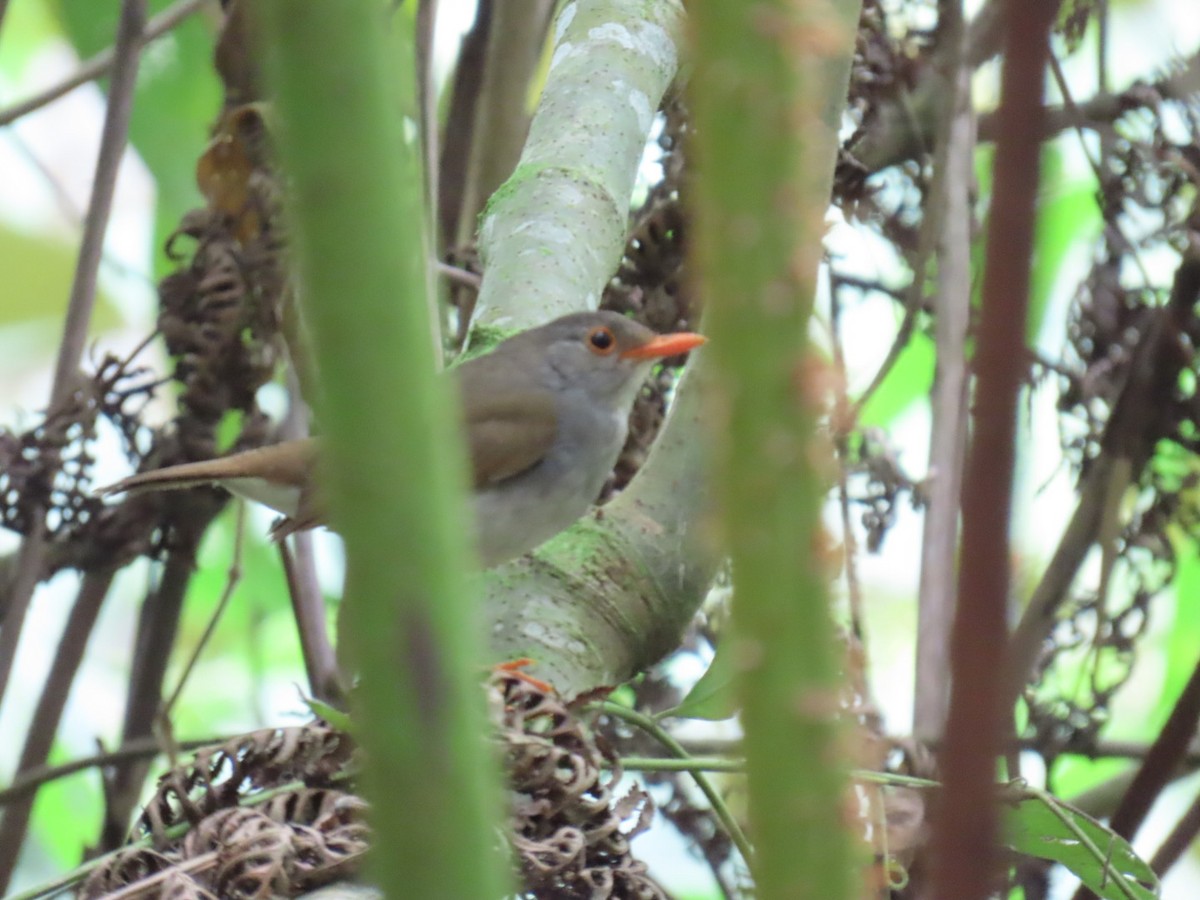 Orange-billed Nightingale-Thrush - ML639909172