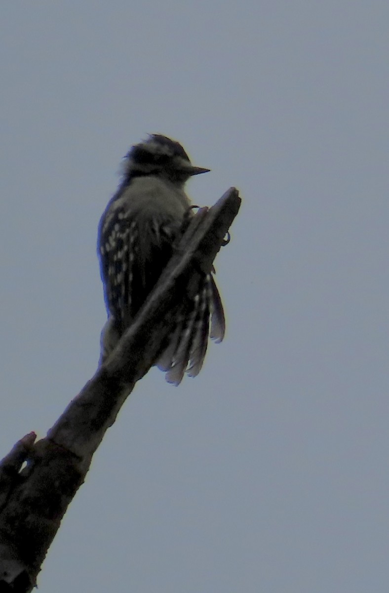 Downy Woodpecker - ML639909175