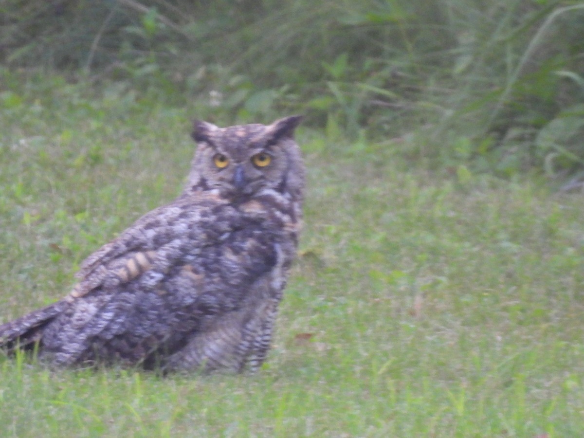 Great Horned Owl - ML639909223