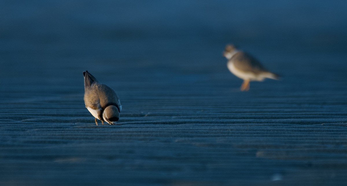 Semipalmated Plover - ML639909226