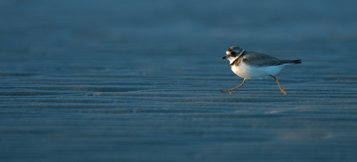 Semipalmated Plover - ML639909227
