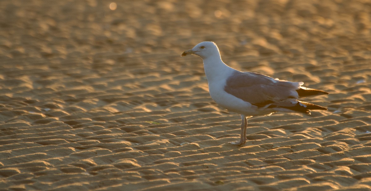 American Herring Gull - ML639909250