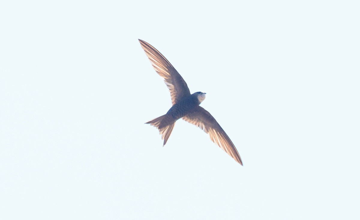 Pallid Swift - ML639909256