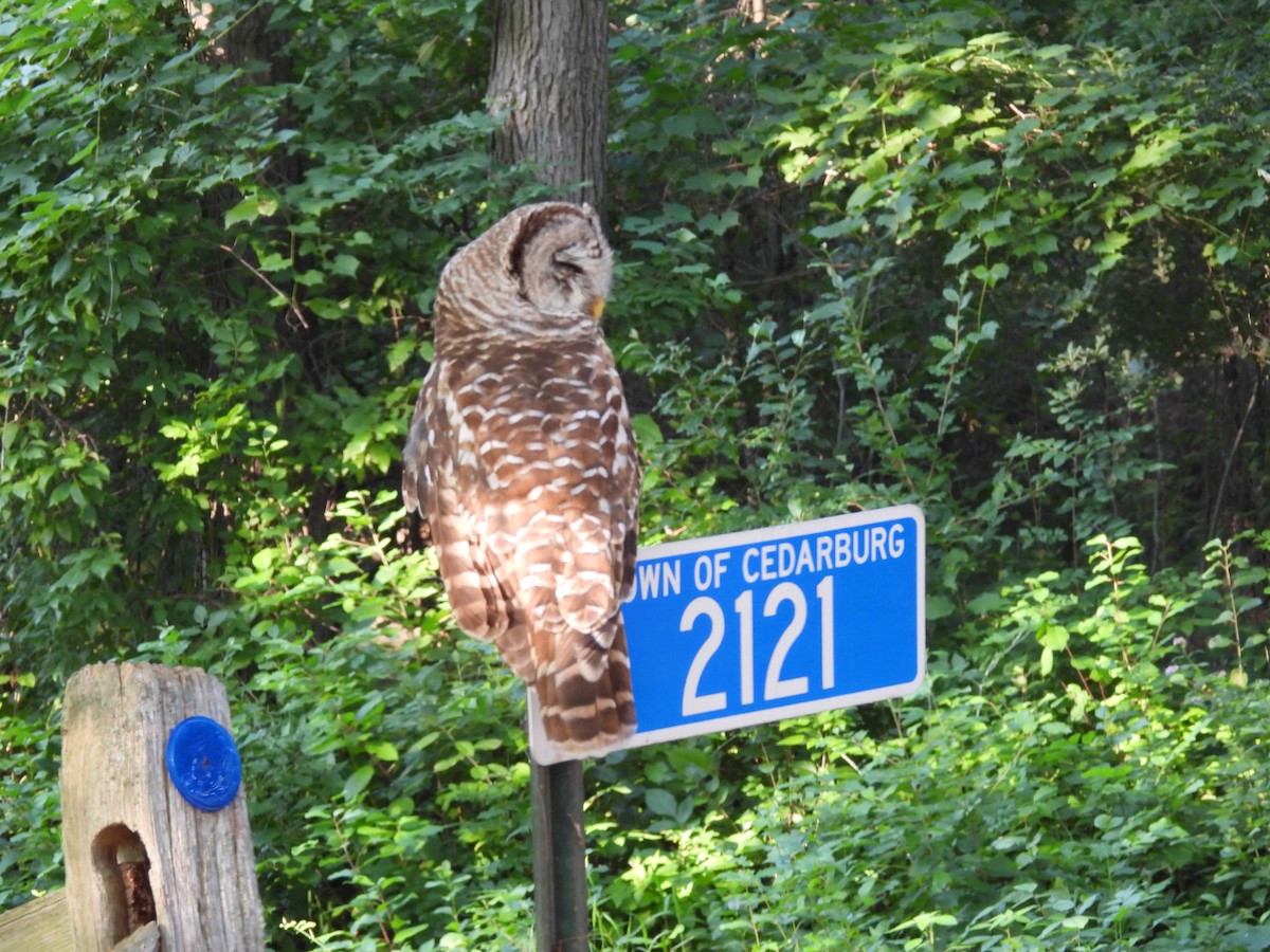 Barred Owl - ML639909258