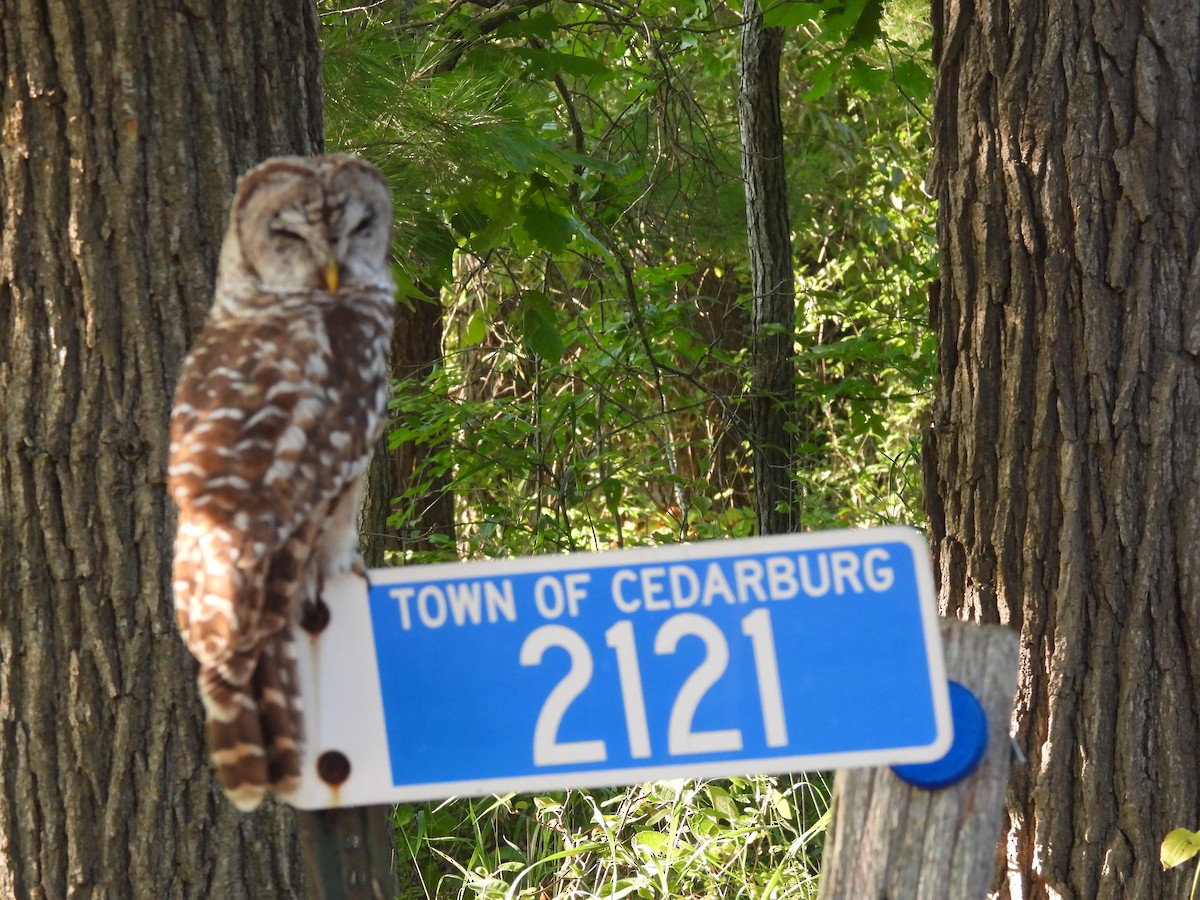 Barred Owl - ML639909272