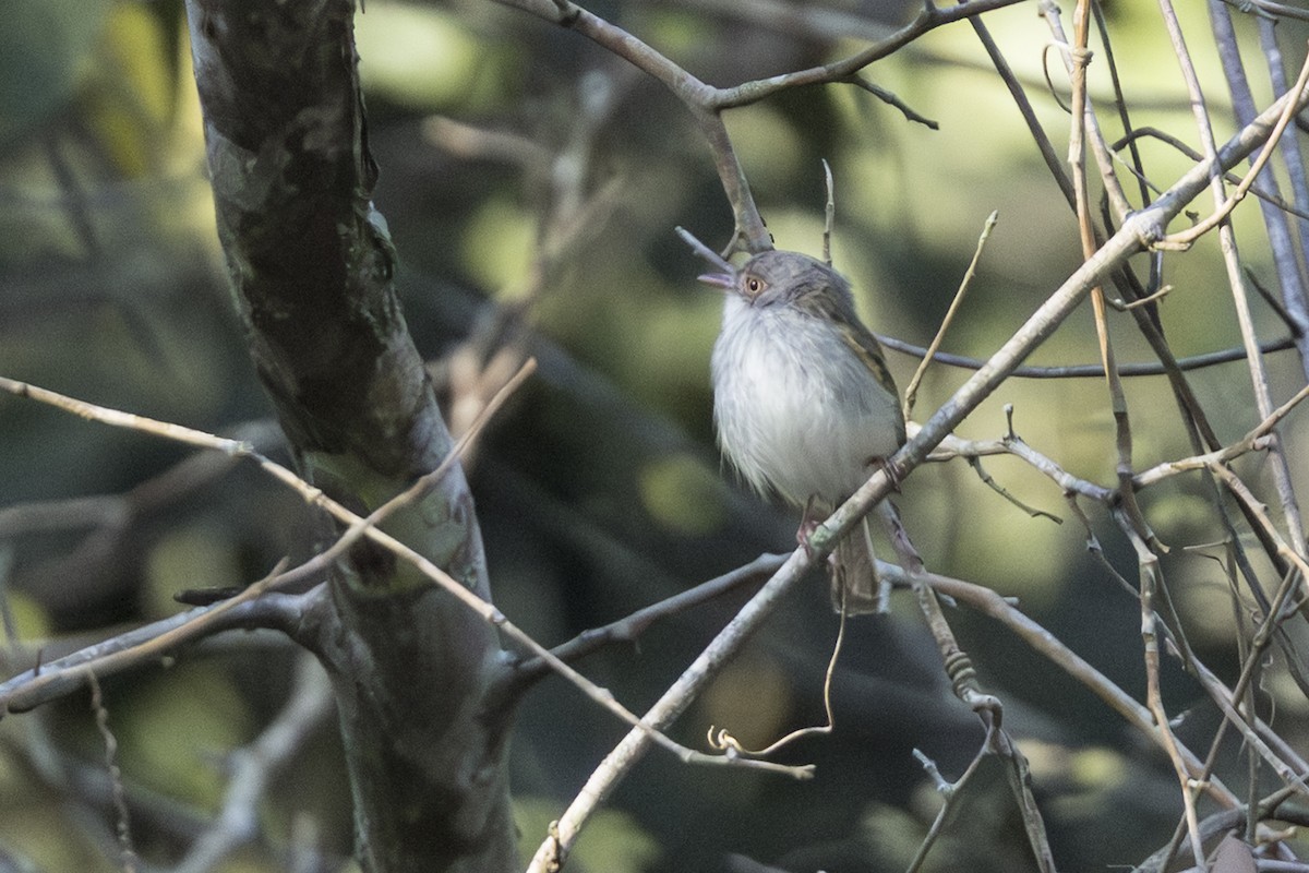 Pearly-vented Tody-Tyrant - ML639909326