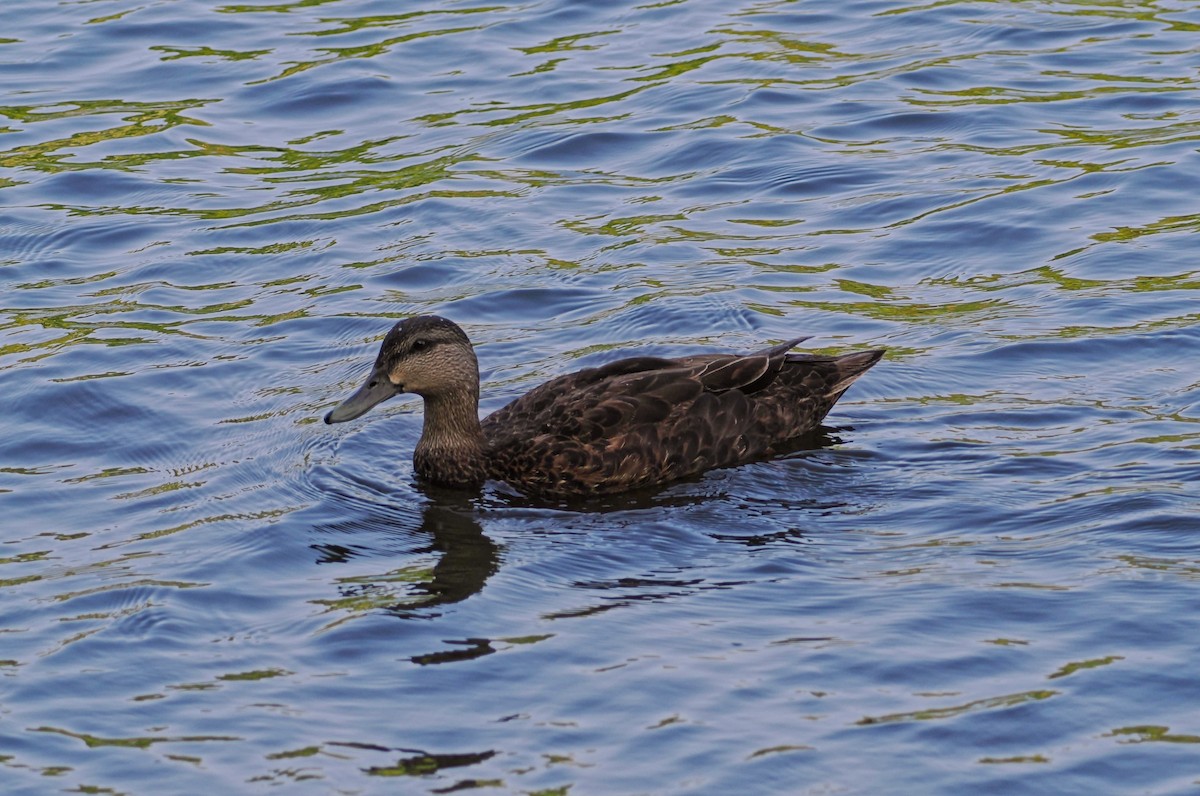American Black Duck - ML639909349