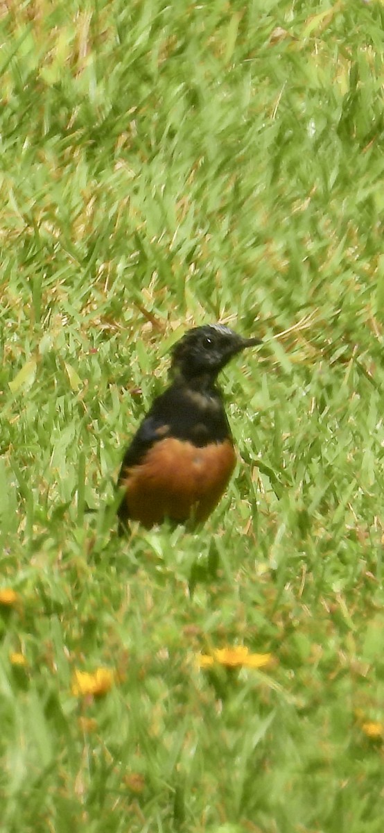 White-rumped Shama (White-rumped) - ML639909355