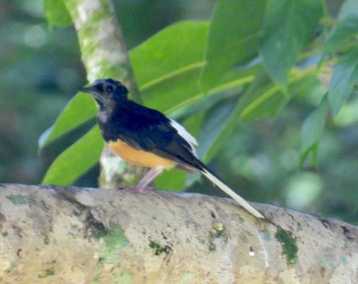 White-rumped Shama (White-rumped) - ML639909356