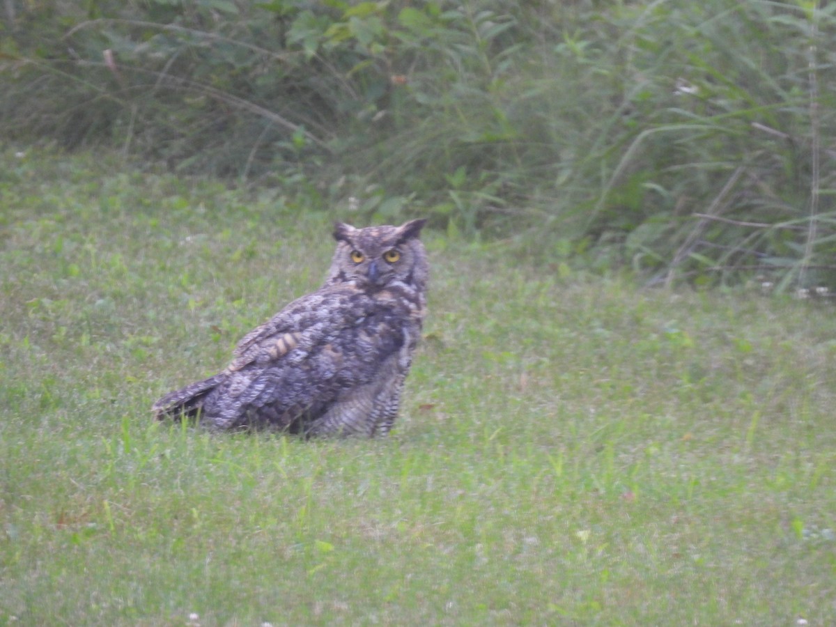 Great Horned Owl - ML639909422