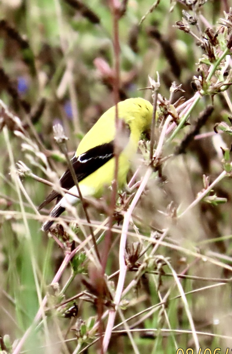 American Goldfinch - ML639909462
