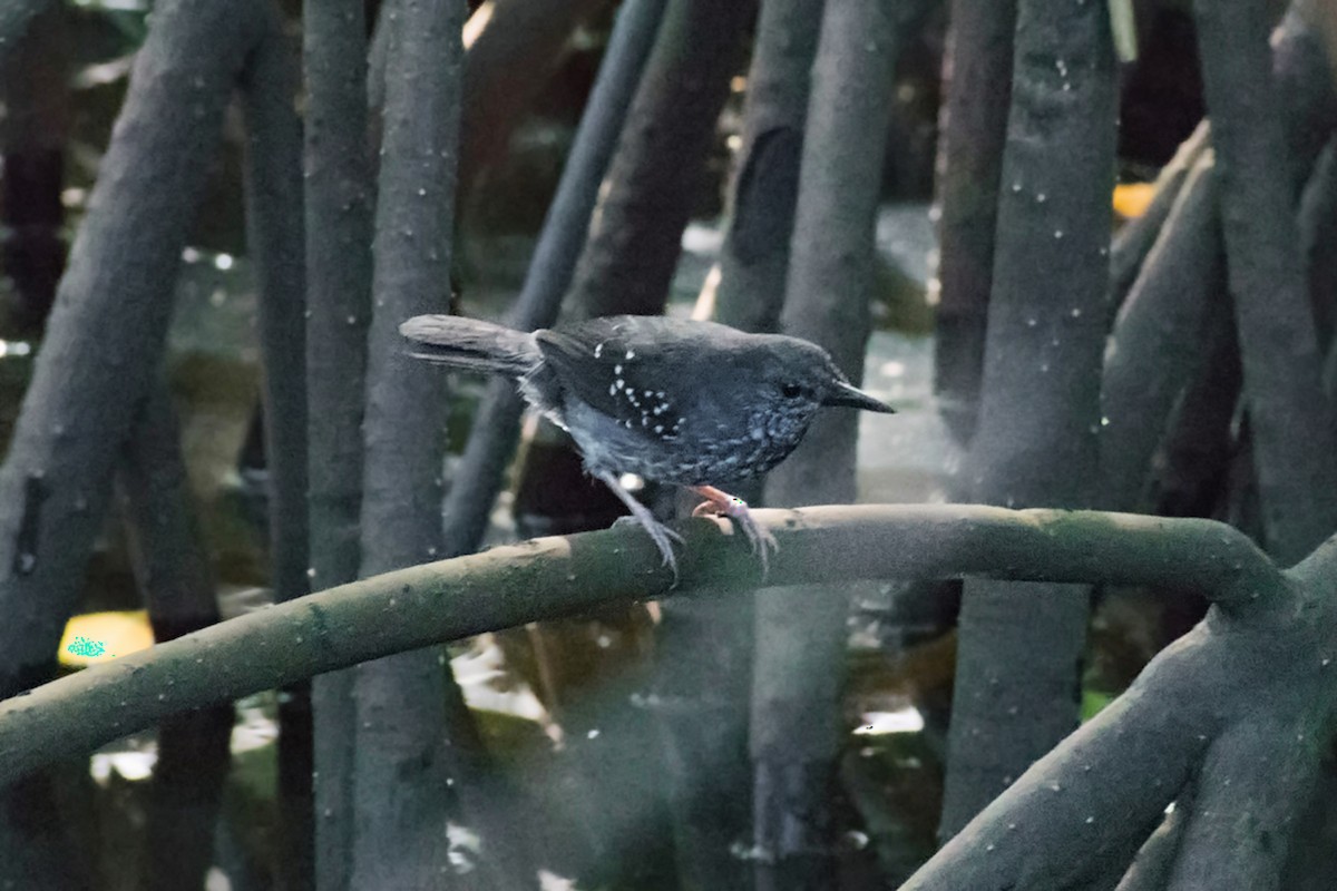 Silvered Antbird - ML639909470