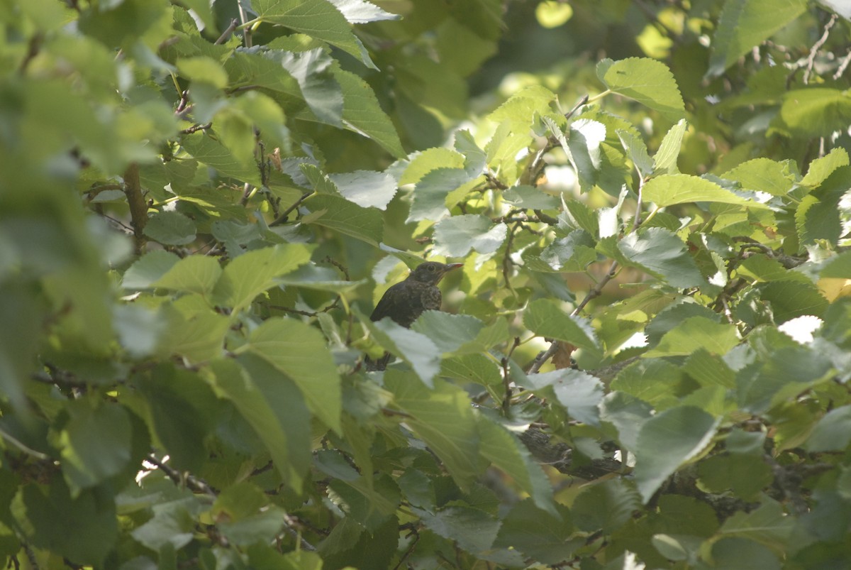Eurasian Blackbird - ML639909540