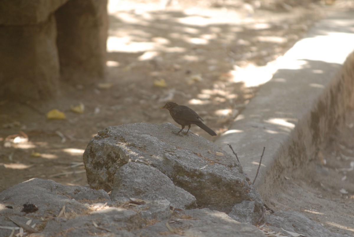 Eurasian Blackbird - ML639909544