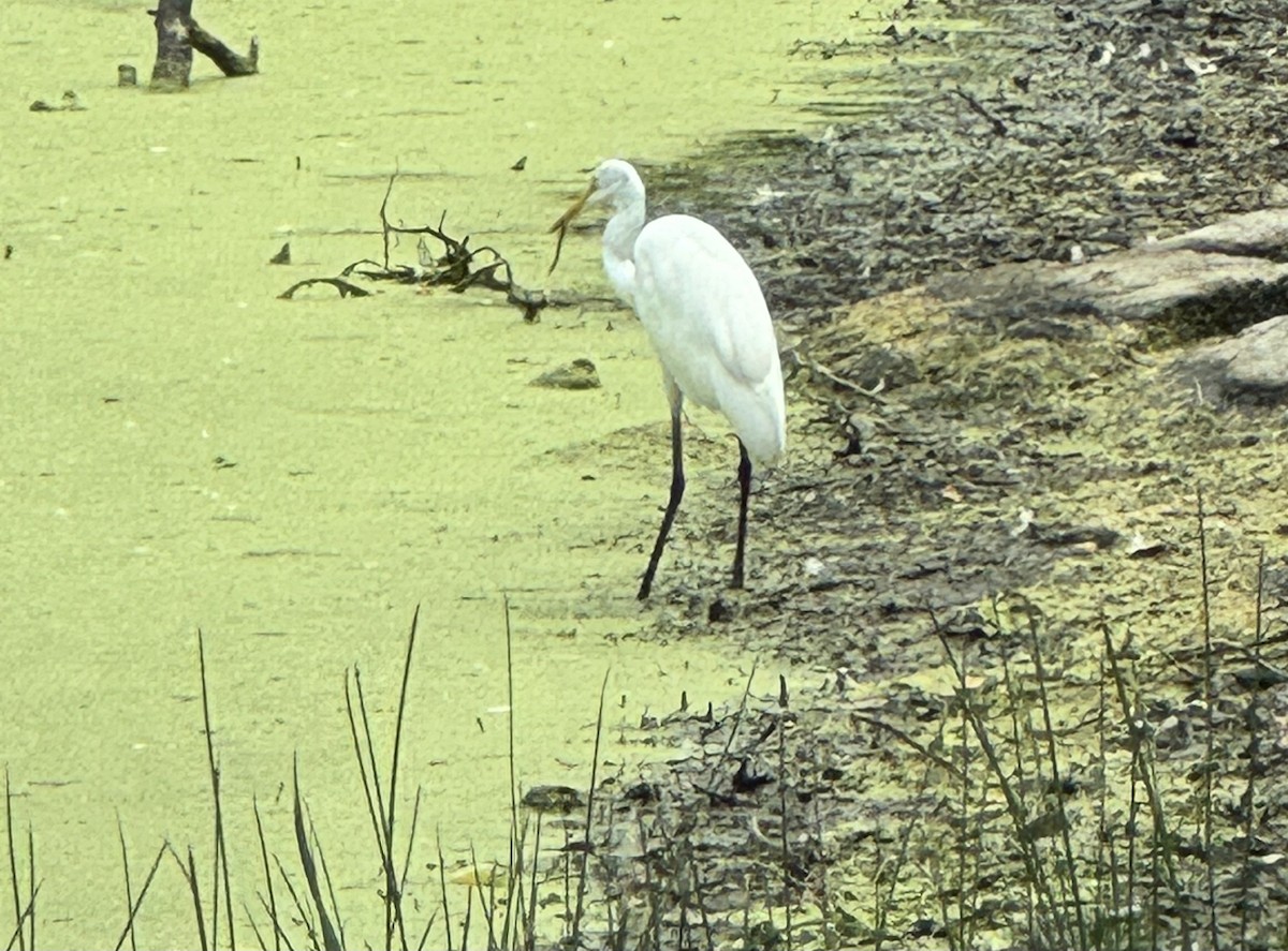 Great Egret - ML639909575