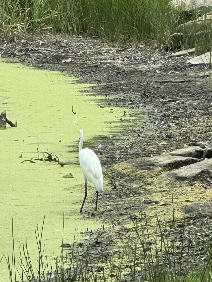 Great Egret - ML639909577