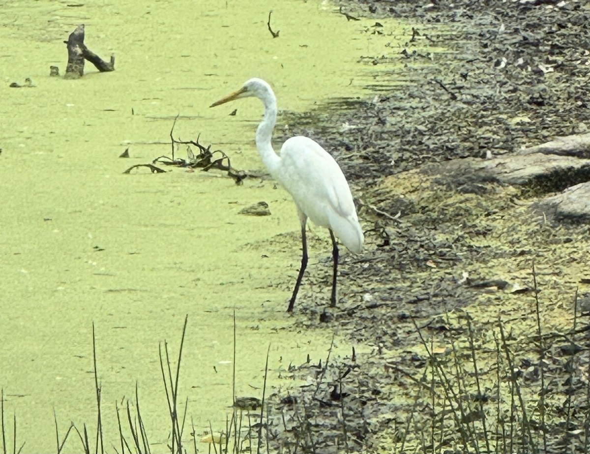 Great Egret - ML639909580