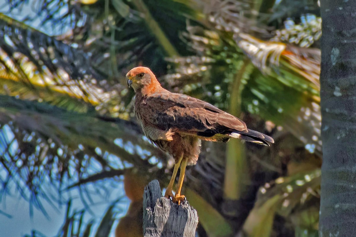Savanna Hawk - ML639909697