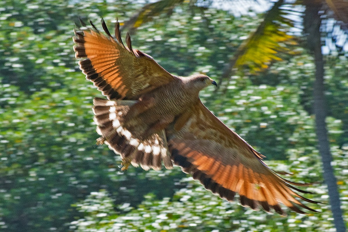 Savanna Hawk - ML639909698