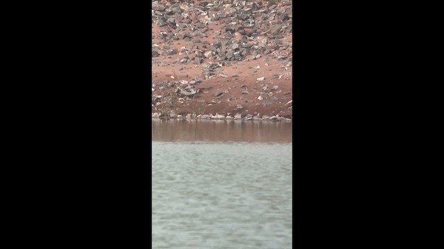 Stilt Sandpiper - ML639909703