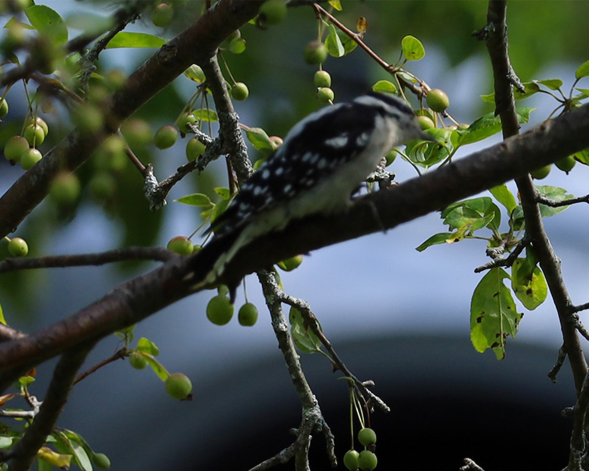 Downy Woodpecker - ML639909875