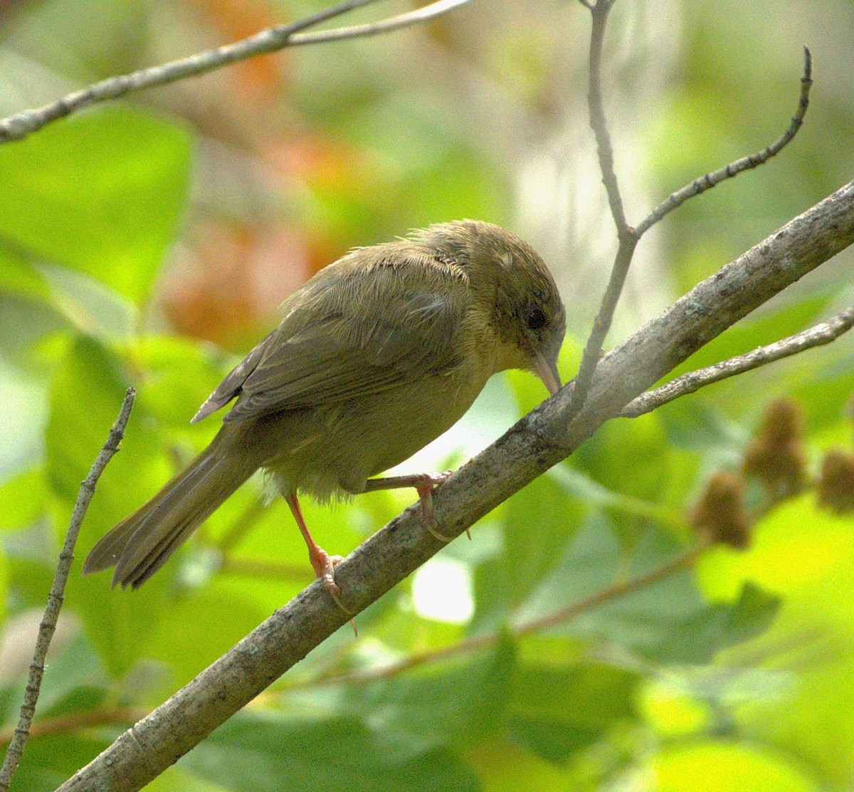 Paruline masquée - ML639910026
