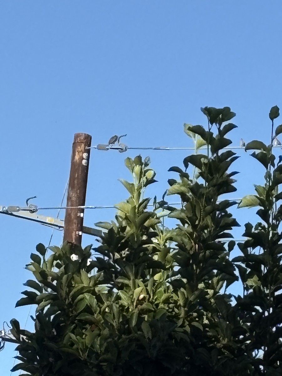 Green Heron - ML639910038