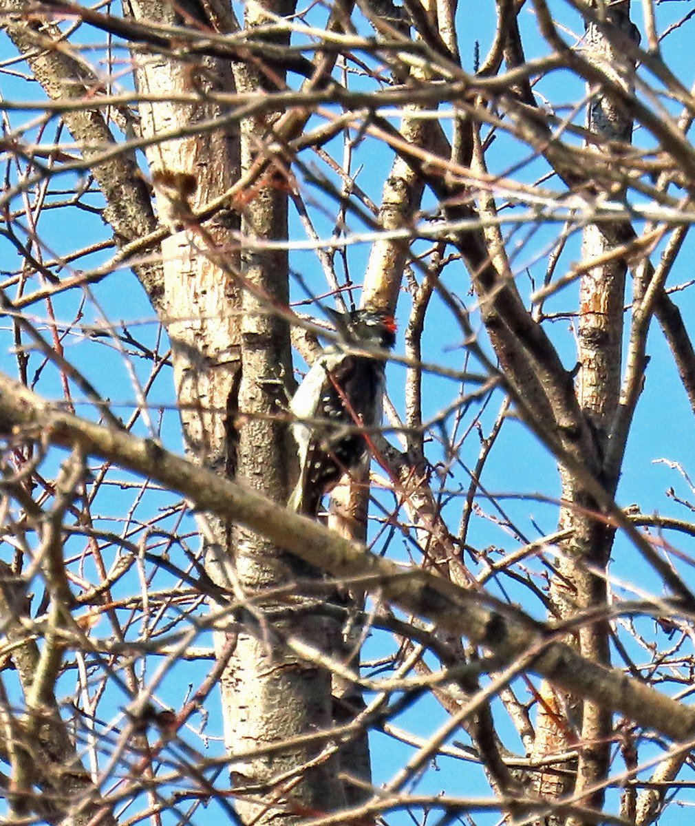 Downy Woodpecker - ML639910054