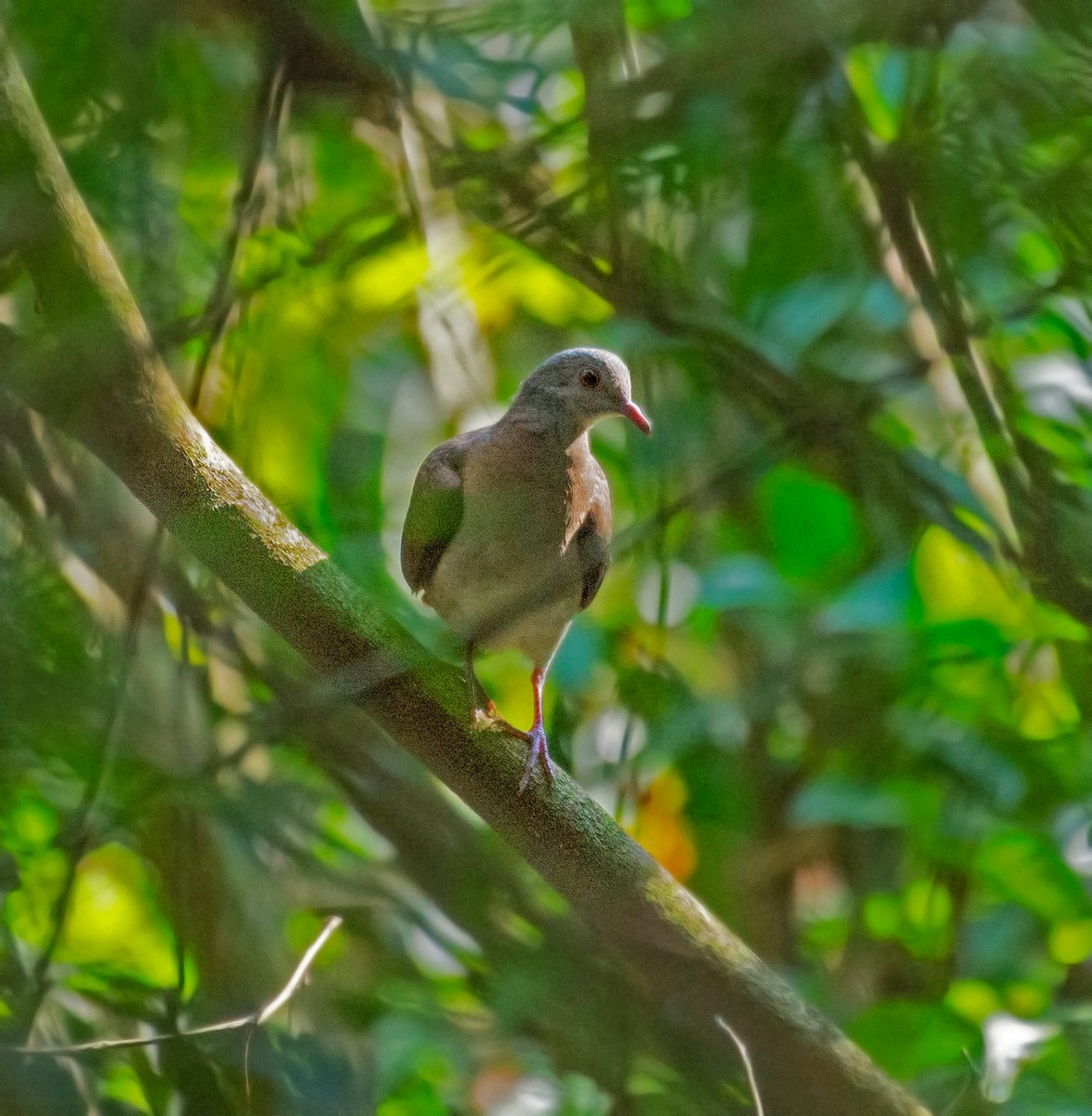 Violaceous Quail-Dove - ML639910101