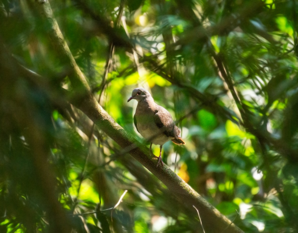 Violaceous Quail-Dove - ML639910102