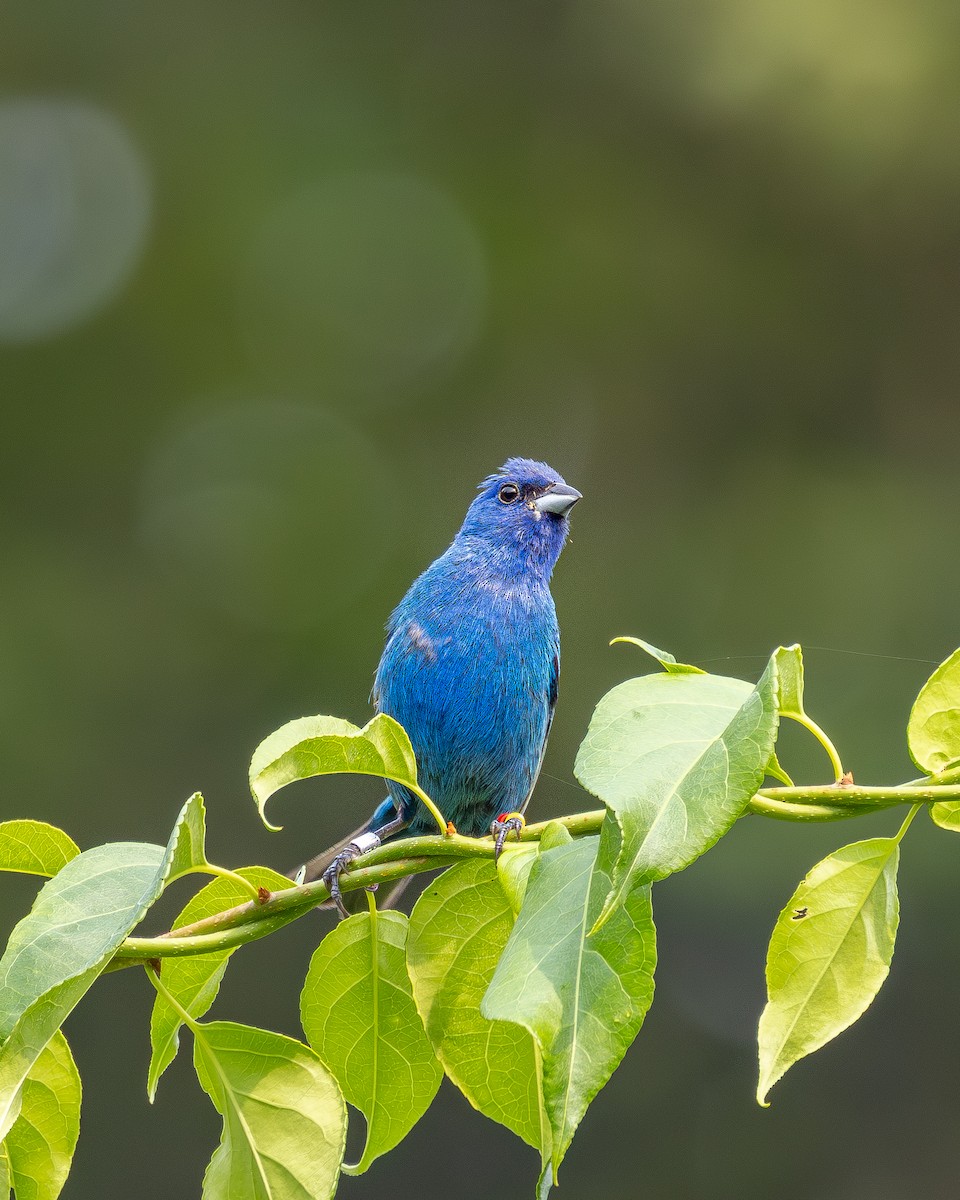 ルリノジコ - ML639910146