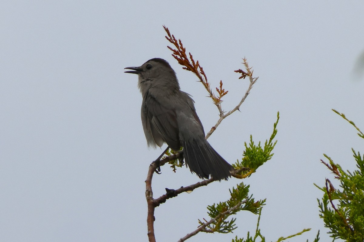 Gray Catbird - ML639910169
