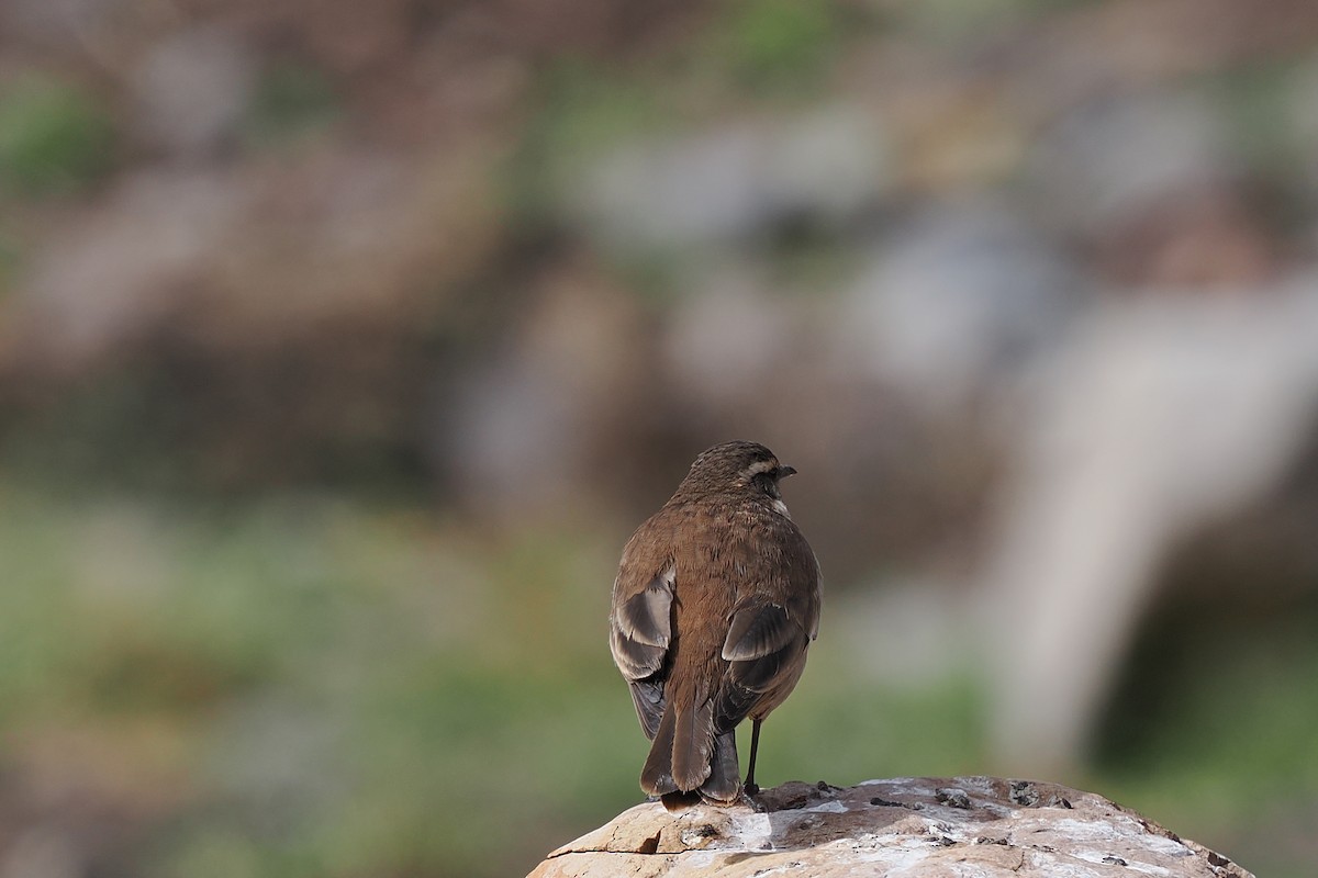 Cream-winged Cinclodes - ML639910171