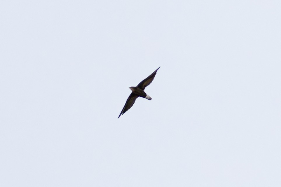 Silver-backed Needletail - ML639910289