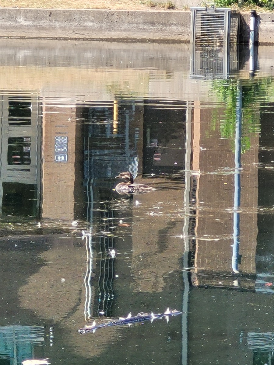 Pied-billed Grebe - ML639910314