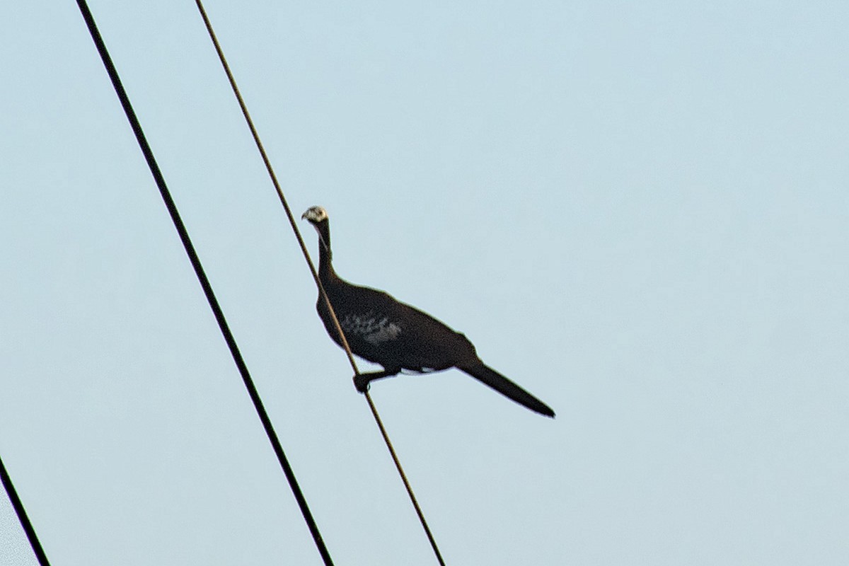 Trinidad Piping-Guan - ML639910339