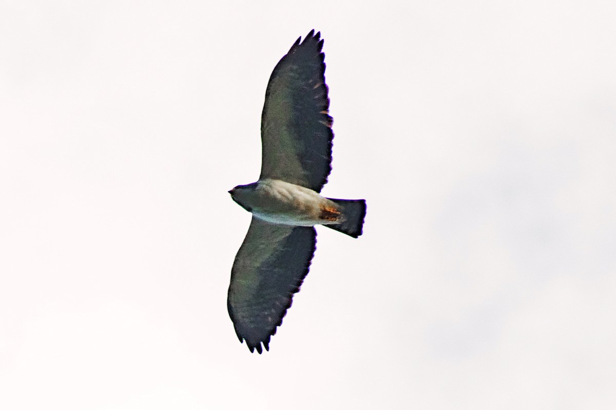 Short-tailed Hawk - ML639910342