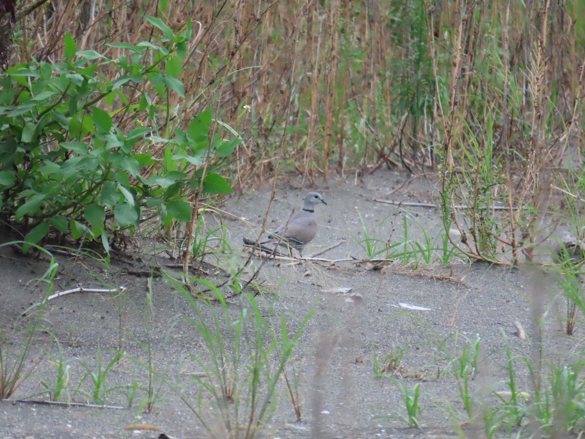 Red Collared-Dove - 韋勳 陳