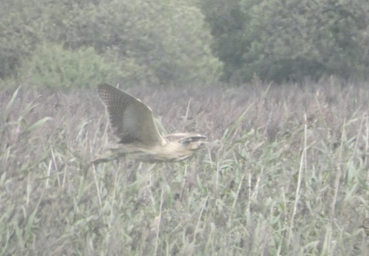 Eurasian Bittern - ML639910399