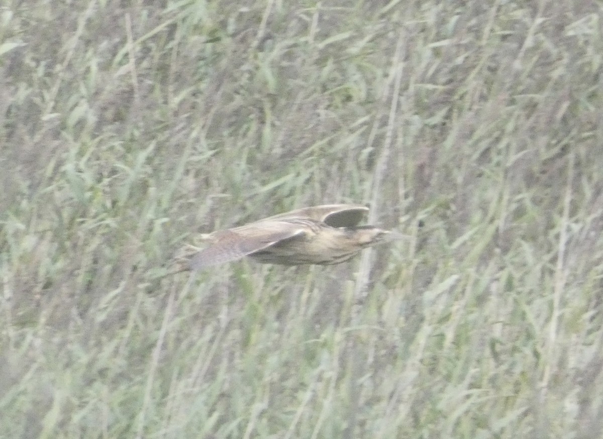 Eurasian Bittern - ML639910400