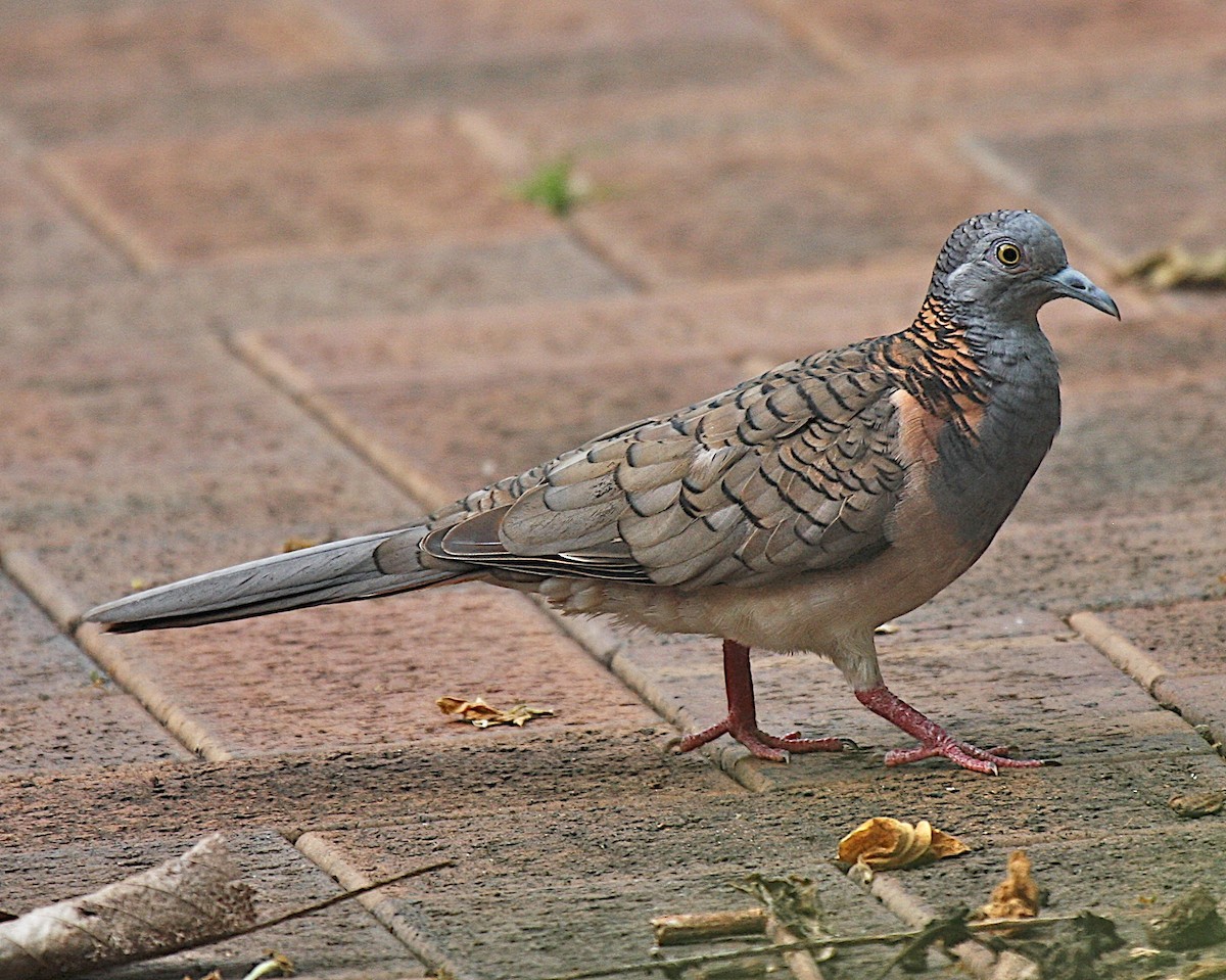 Bar-shouldered Dove - Robert Tizard