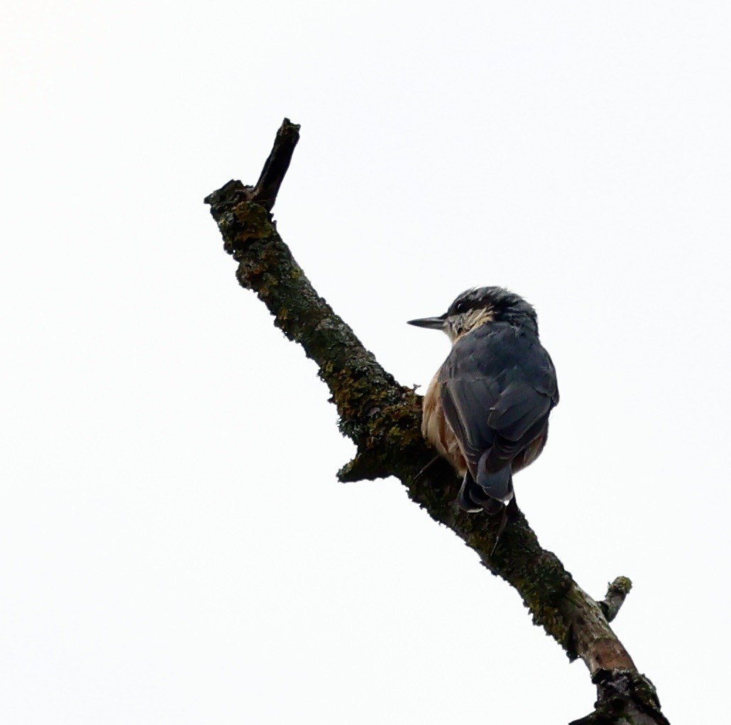 Eurasian Nuthatch - ML639910578