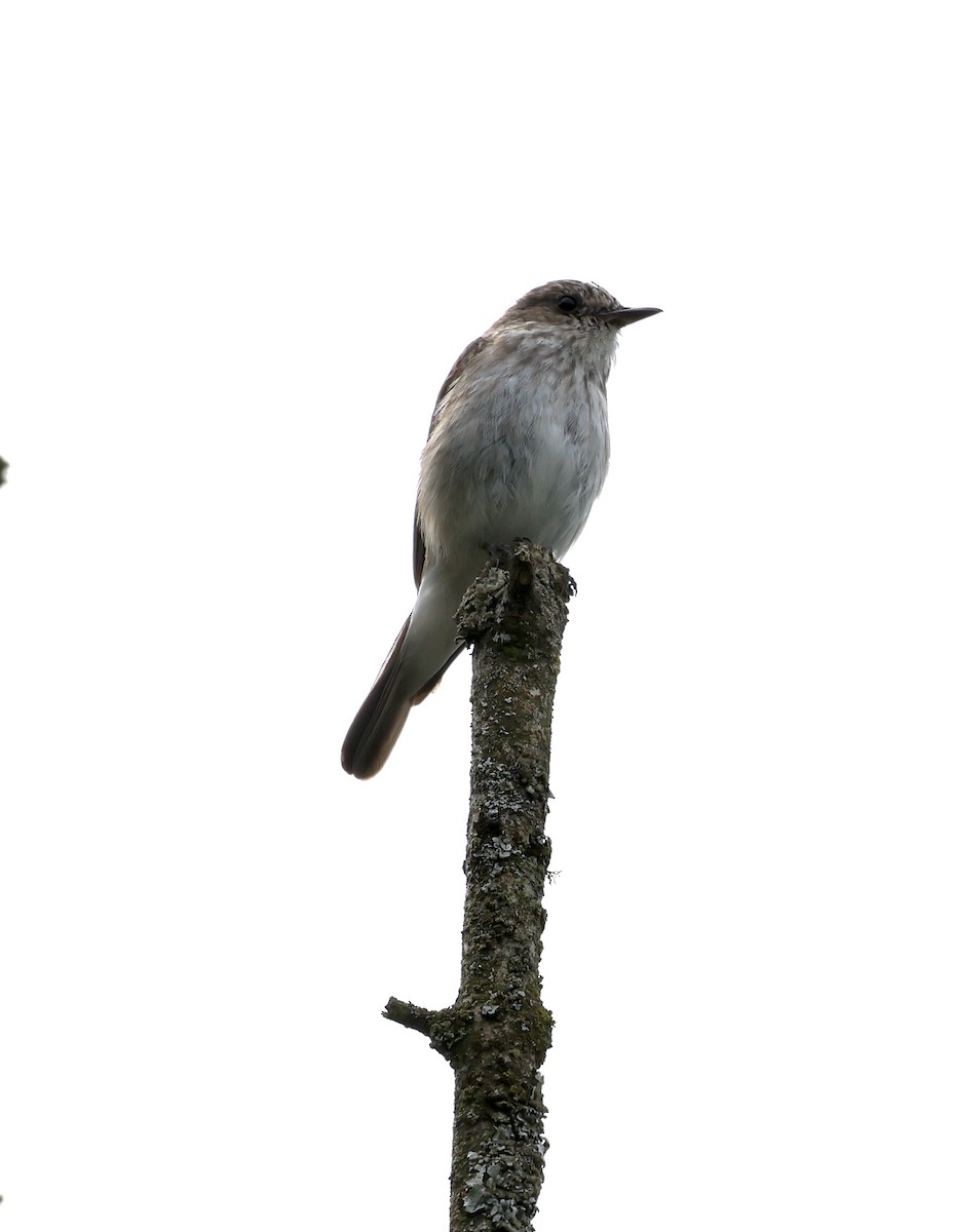 Spotted Flycatcher - ML639910588