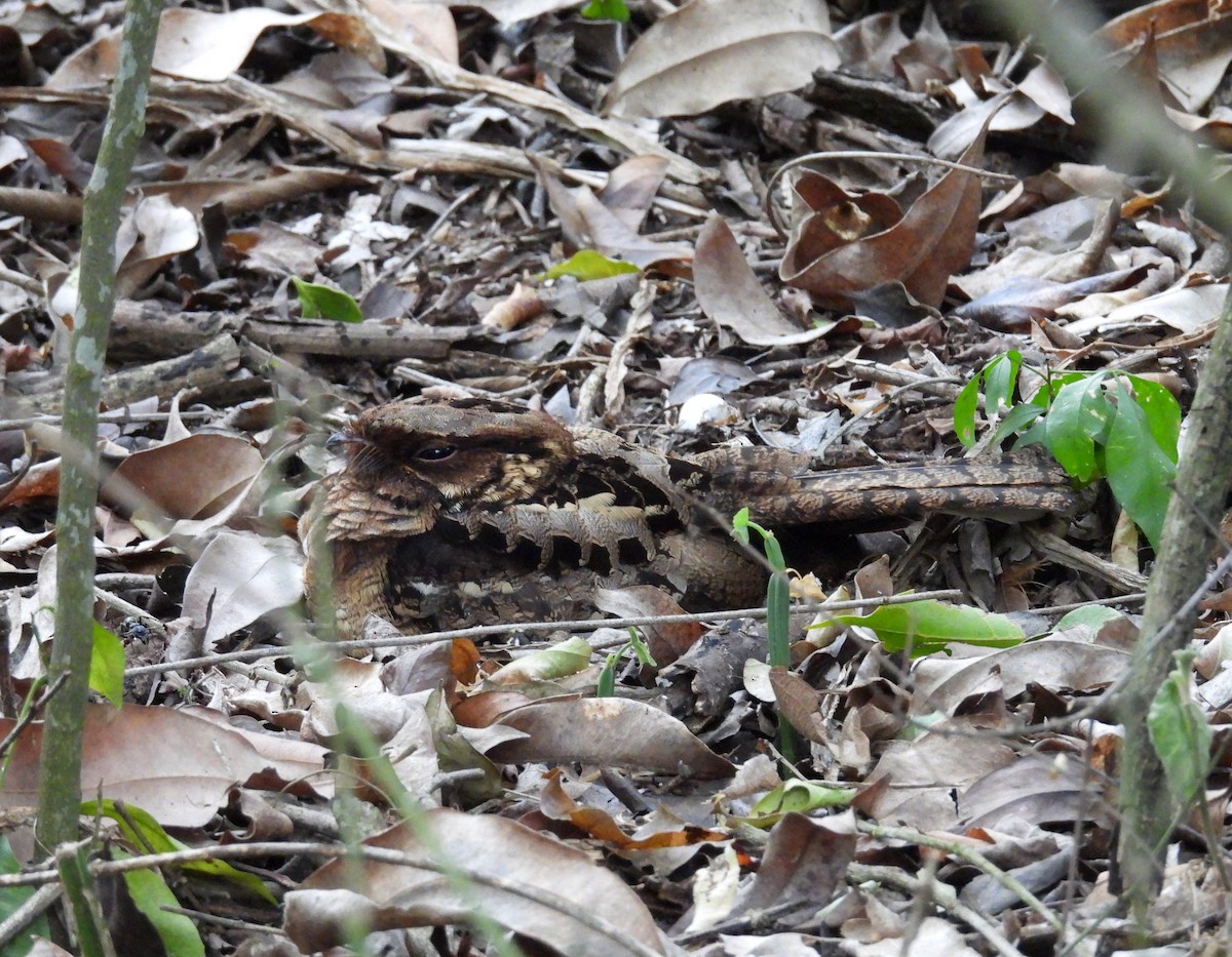 Fiery-necked Nightjar (Black-shouldered) - ML639910592