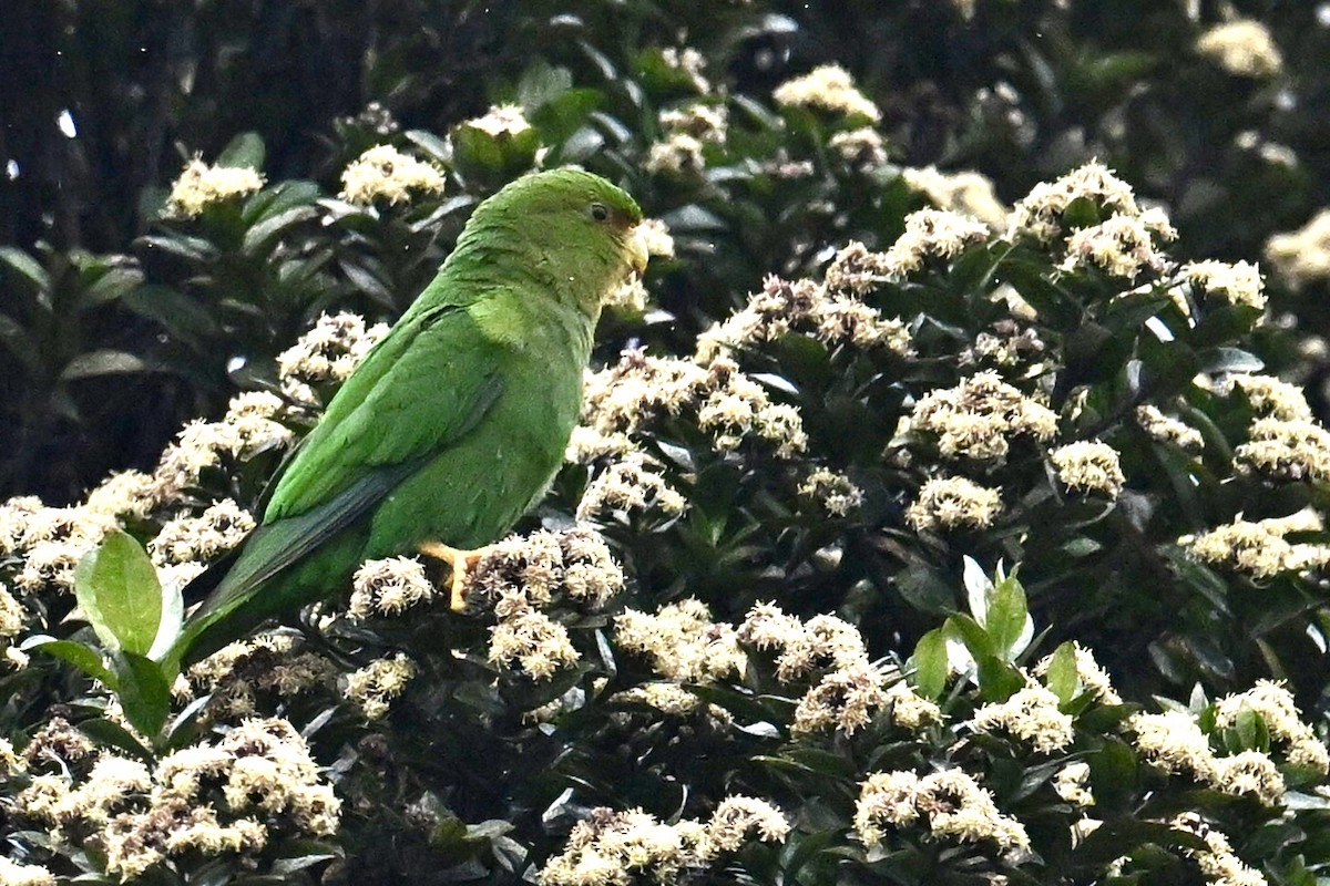 Rufous-fronted Parakeet - ML639910605