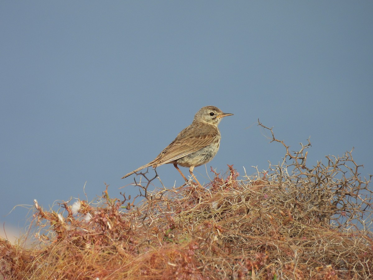 Pipit de Berthelot - ML639910621